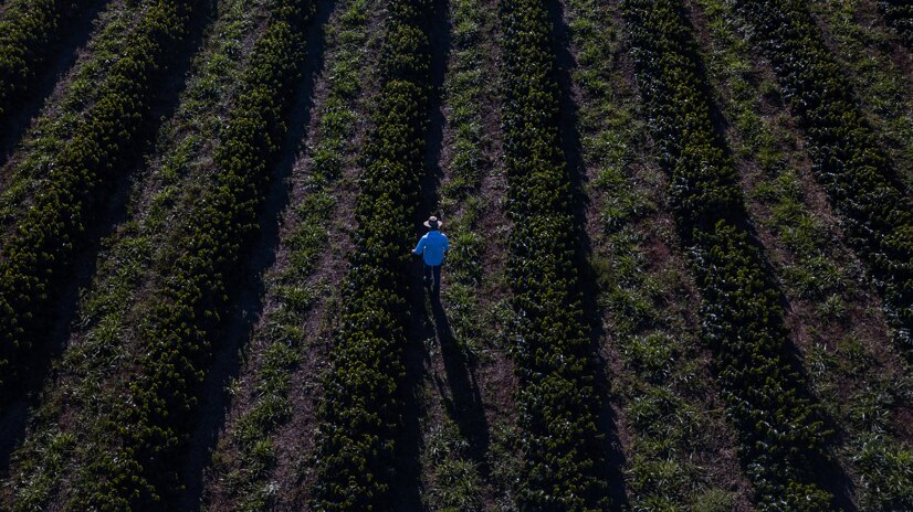 farmer